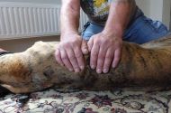 Massage der langen Rückenmuskeln